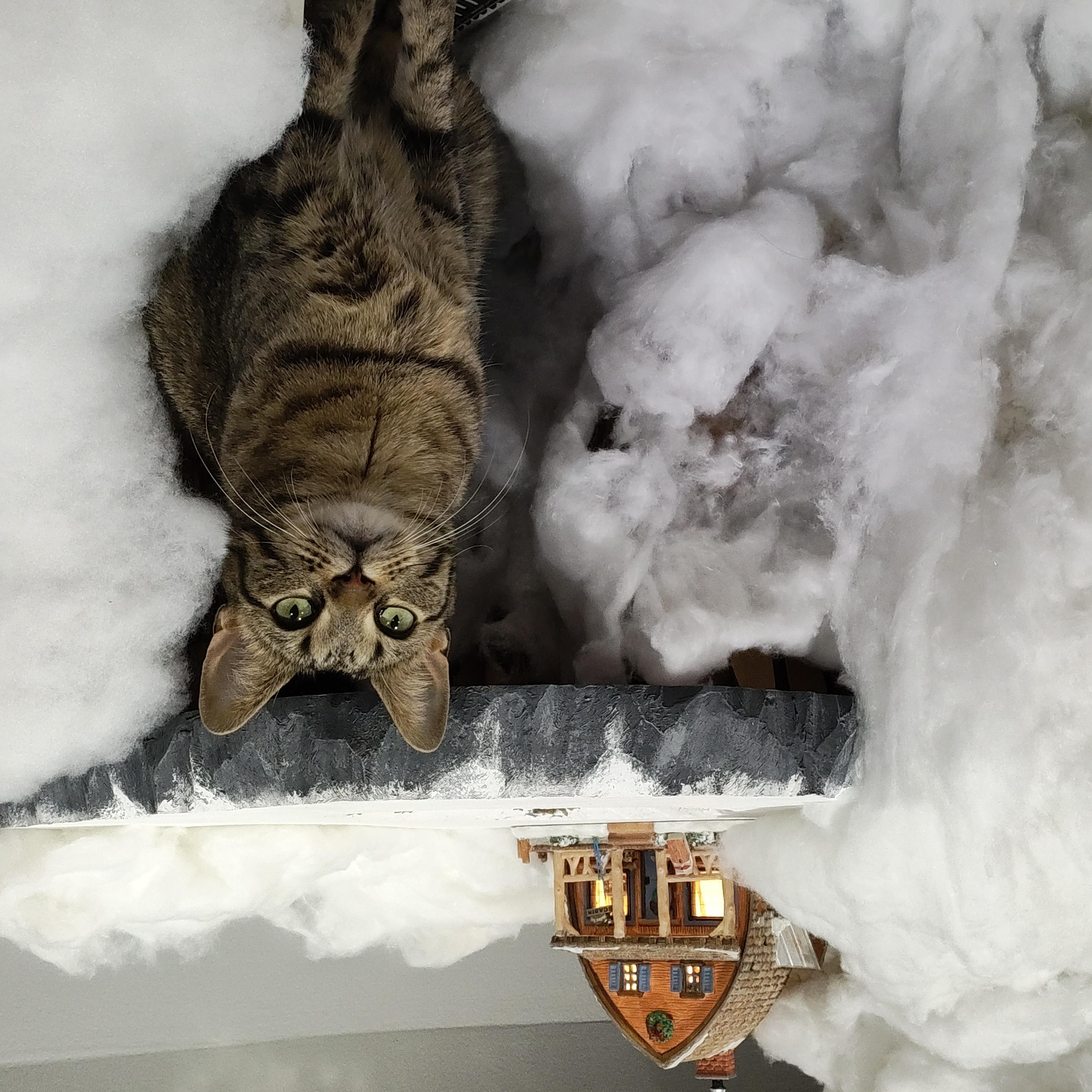 Duffi (& Tiger Lily), a Adoptable Domestic Short Hair in Chicago, IL image 6/6