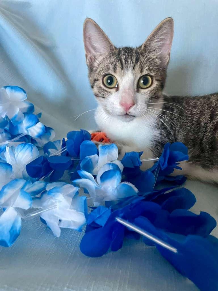 Enlarge Romeo, an adopted Domestic Short Hair in Miami, FL image 4/6