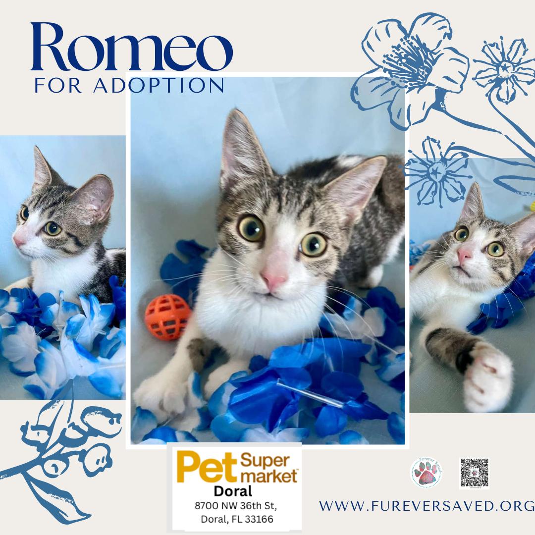 Enlarge Romeo, an adopted Domestic Short Hair in Miami, FL image 1/6