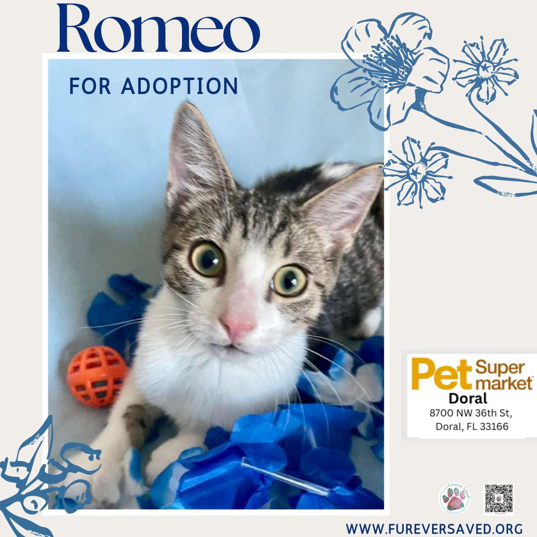 Enlarge Romeo, an adopted Domestic Short Hair in Miami, FL image 3/6