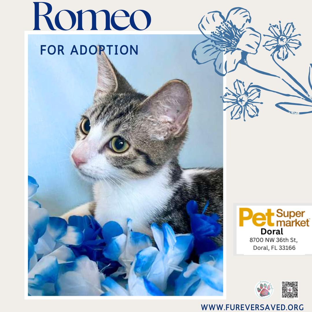 Enlarge Romeo, an adopted Domestic Short Hair in Miami, FL image 6/6