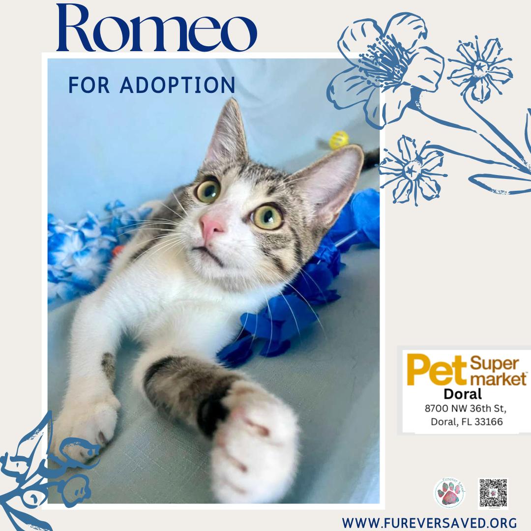 Enlarge Romeo, an adopted Domestic Short Hair in Miami, FL image 5/6
