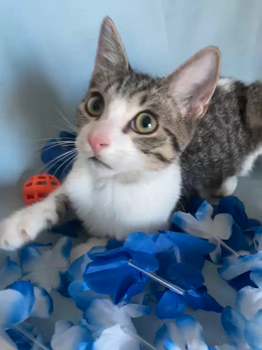 Enlarge Romeo, an adopted Domestic Short Hair in Miami, FL video 2/6
