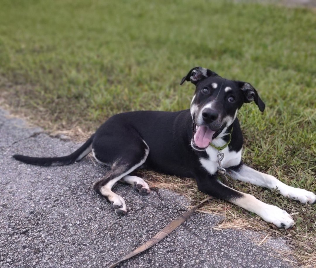 Tundra, Adoptable, Young Male Shepherd.