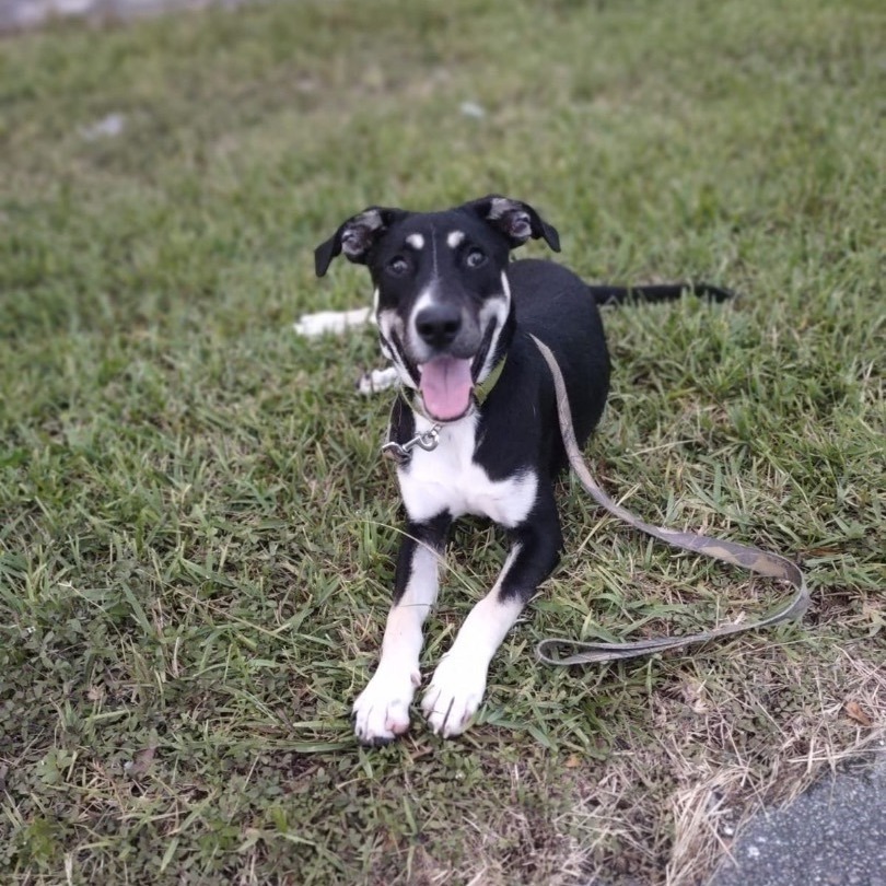 Tundra, Adoptable, Young Male Shepherd.