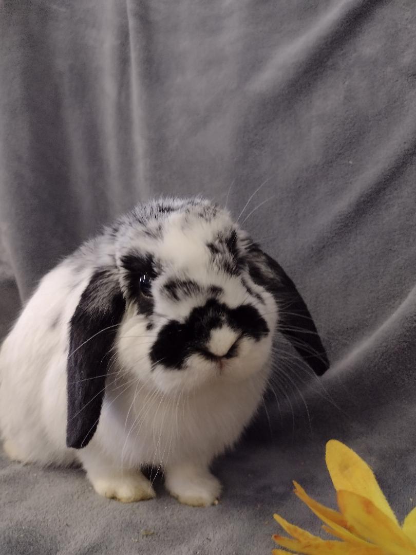 Azalea, adopted, Young Female Holland Lop.