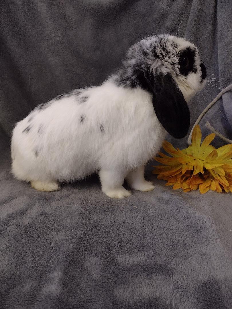 Azalea, an adopted Holland Lop in Plymouth, MI image 2/3