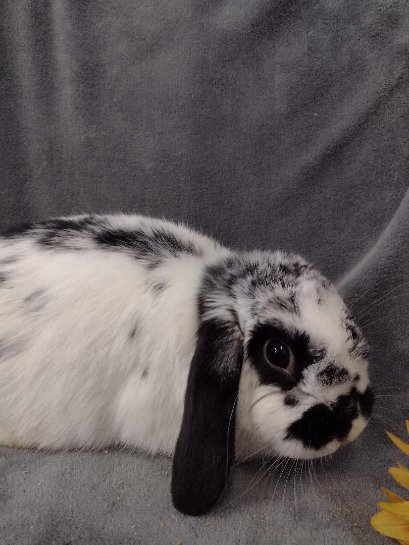 Azalea, an adopted Holland Lop in Plymouth, MI image 3/3