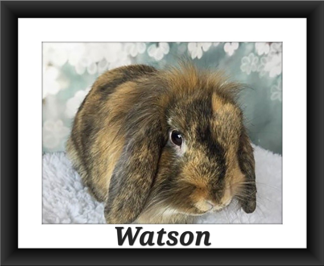 Watson, Adopted, Adult Male Lop Eared & Harlequin.