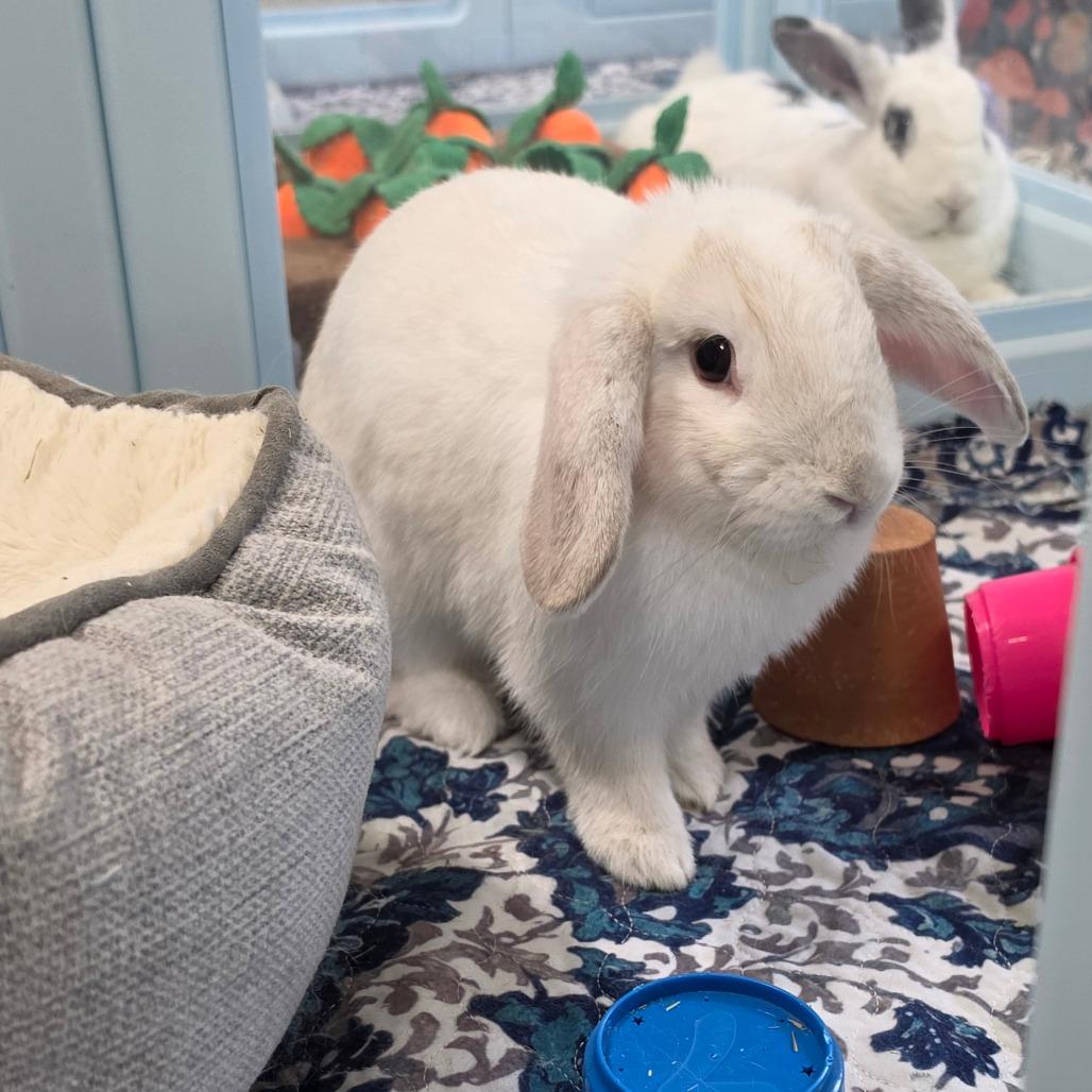 Flop, Adoptable, Young Female American & Mini Lop.