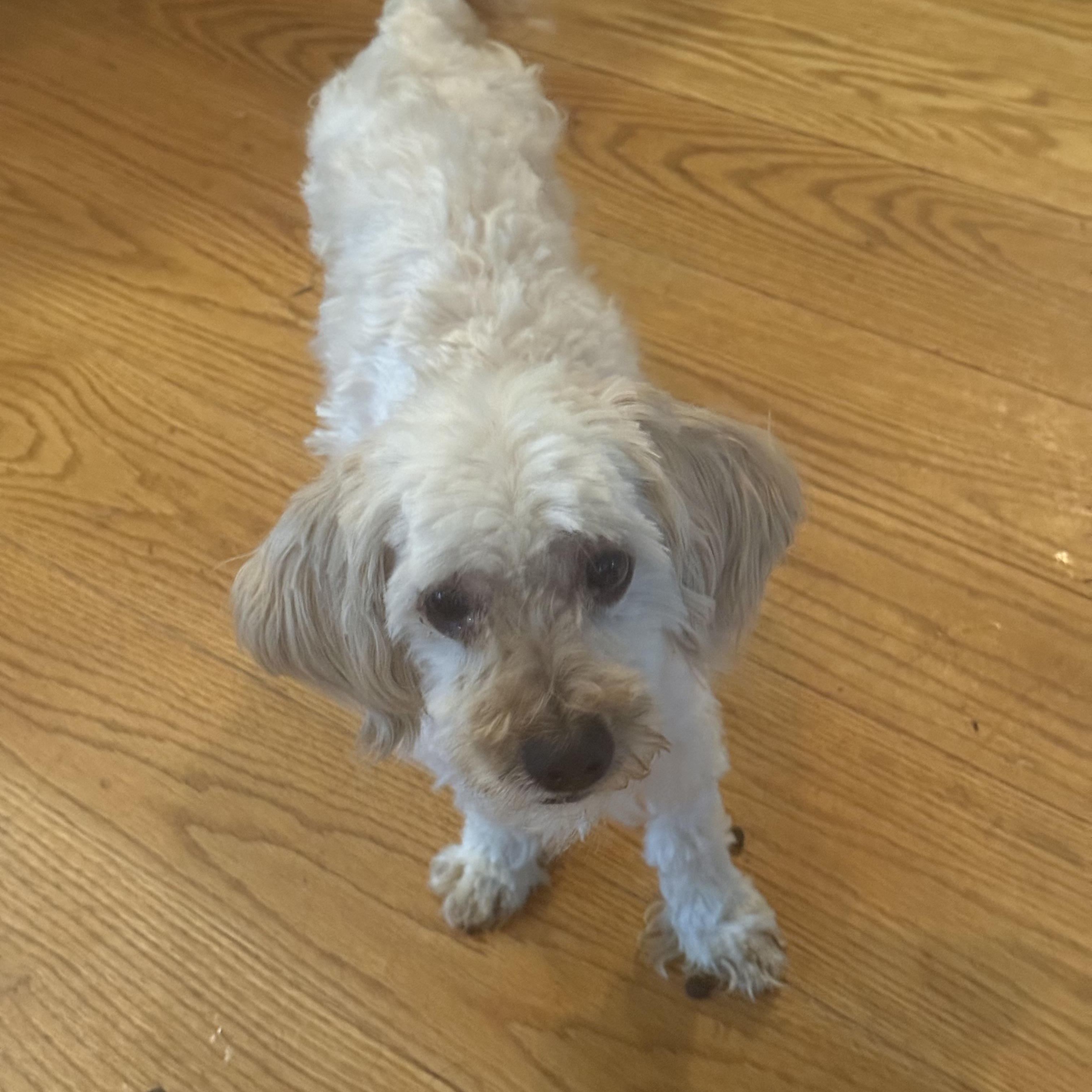 Sharky, ADOPTABLE, Adult Male Maltipoo & Bichon Frise.