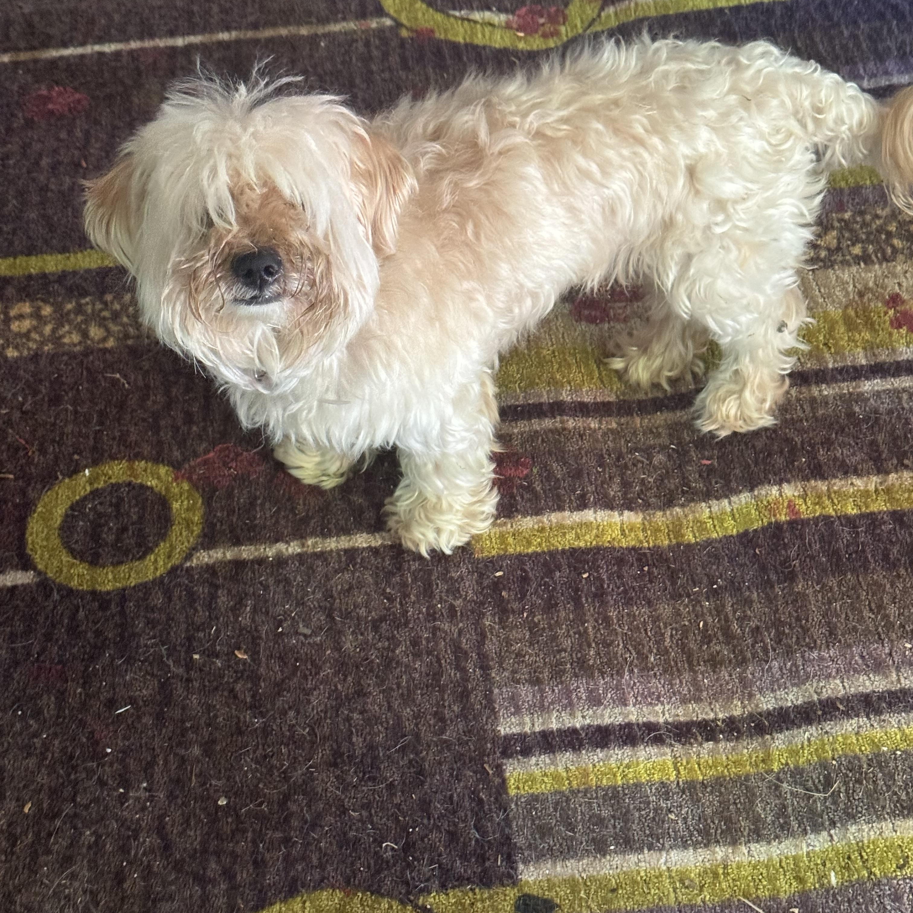 Sharky, a ADOPTABLE mixed breed in Wingdale, NY image 2/4