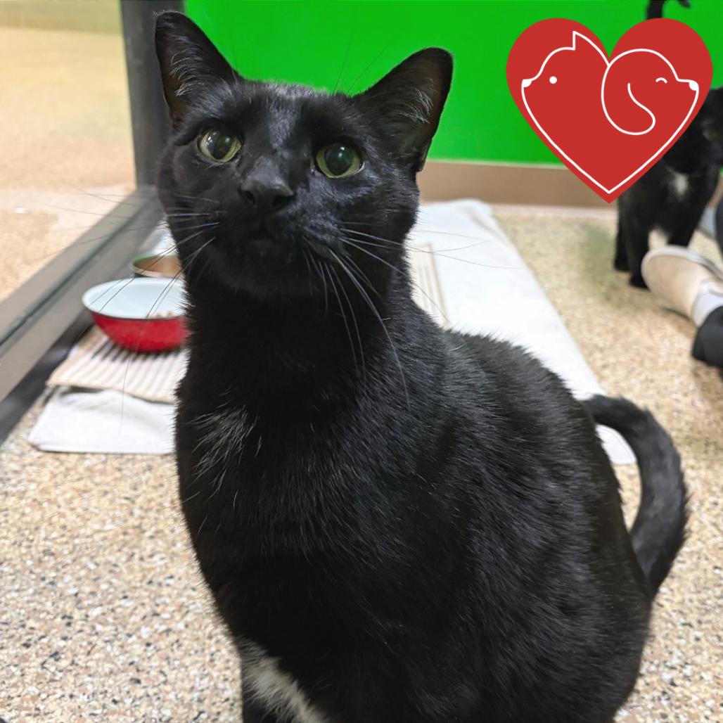 Ben, Adoptable, Senior Male Domestic Short Hair.