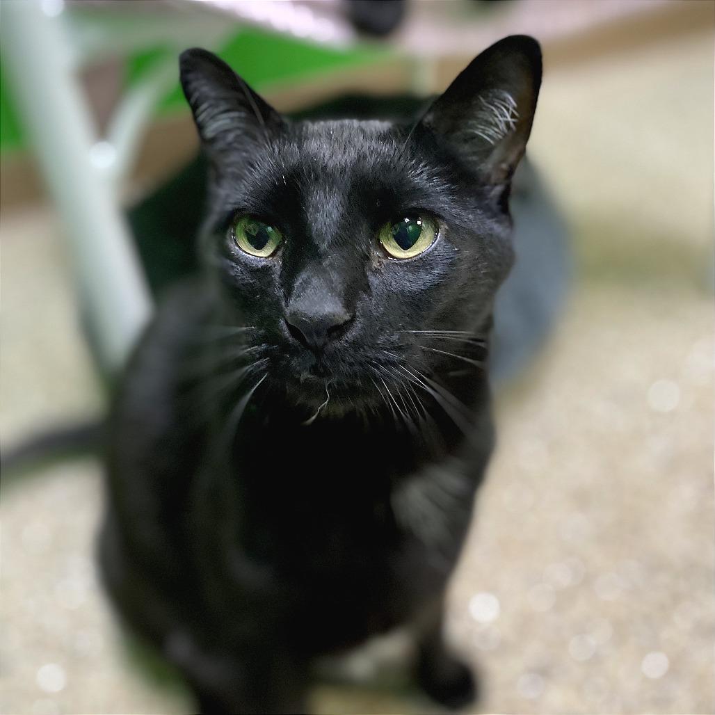 Enlarge Ben, a Adoptable Domestic Short Hair in Cheyenne, WY image 2/5