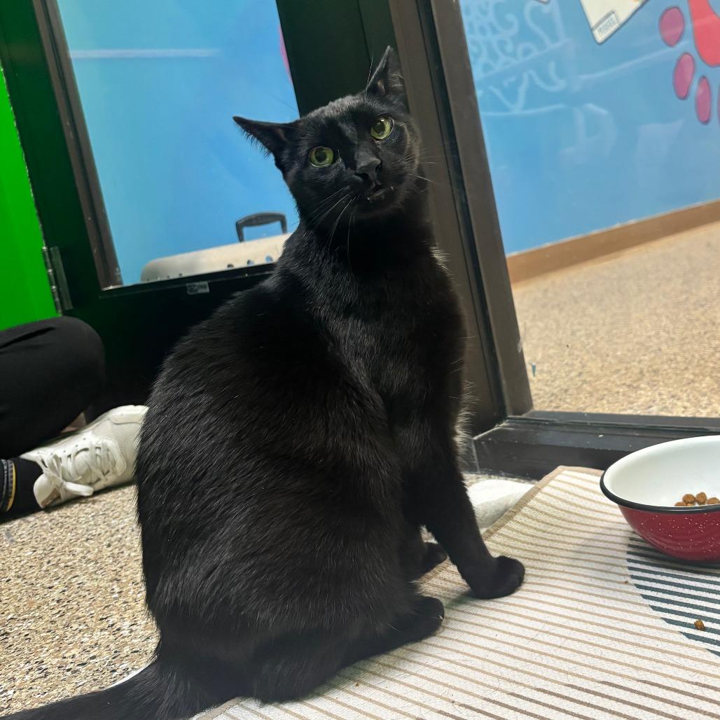 Enlarge Ben, a Adoptable Domestic Short Hair in Cheyenne, WY image 3/5