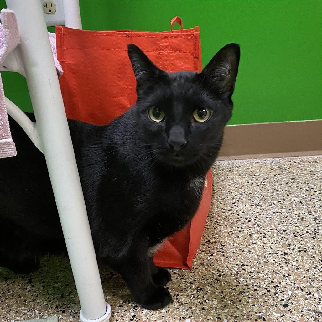 Enlarge Ben, a Adoptable Domestic Short Hair in Cheyenne, WY image 4/5