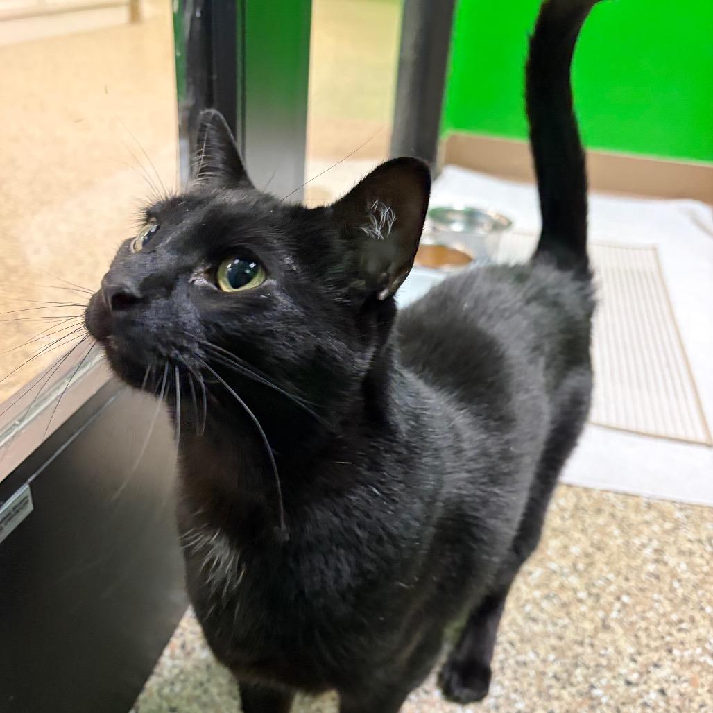 Enlarge Ben, a Adoptable Domestic Short Hair in Cheyenne, WY image 5/5