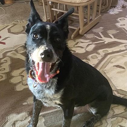 Enlarge Marley, a Adoptable mixed breed in Ann Arbor, MI image 1/1