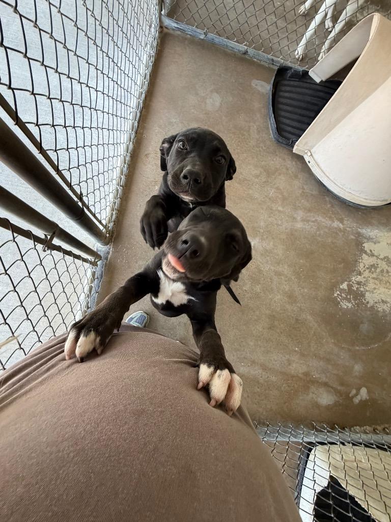 Sherrie, Adoptable, Puppy Female Labrador Retriever.