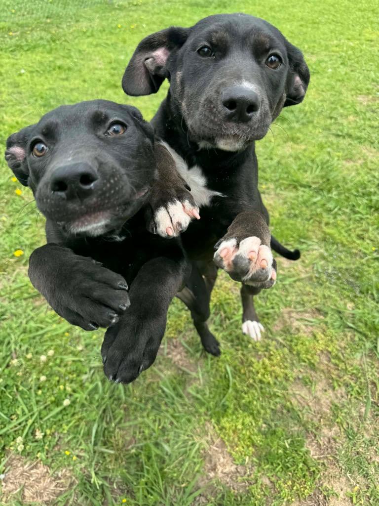 Enlarge Sherrie, a Adoptable Labrador Retriever in Ada, OK image 2/5