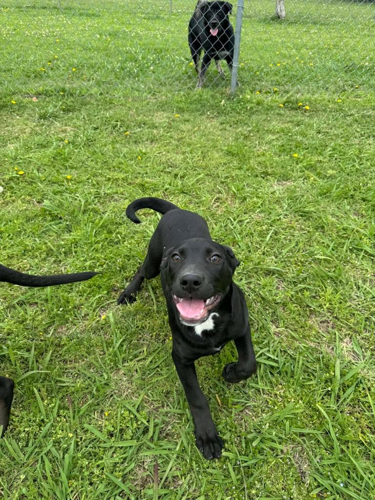 Enlarge Sherrie, a Adoptable Labrador Retriever in Ada, OK image 3/5