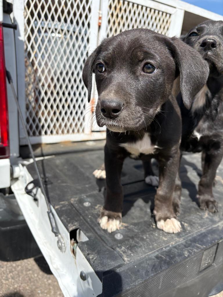 Enlarge Sherrie, a Adoptable Labrador Retriever in Ada, OK image 5/5