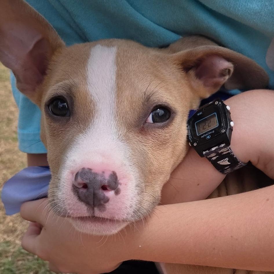 Enlarge Sage, a Adoptable Mixed Breed in Raleigh, NC image 1/3