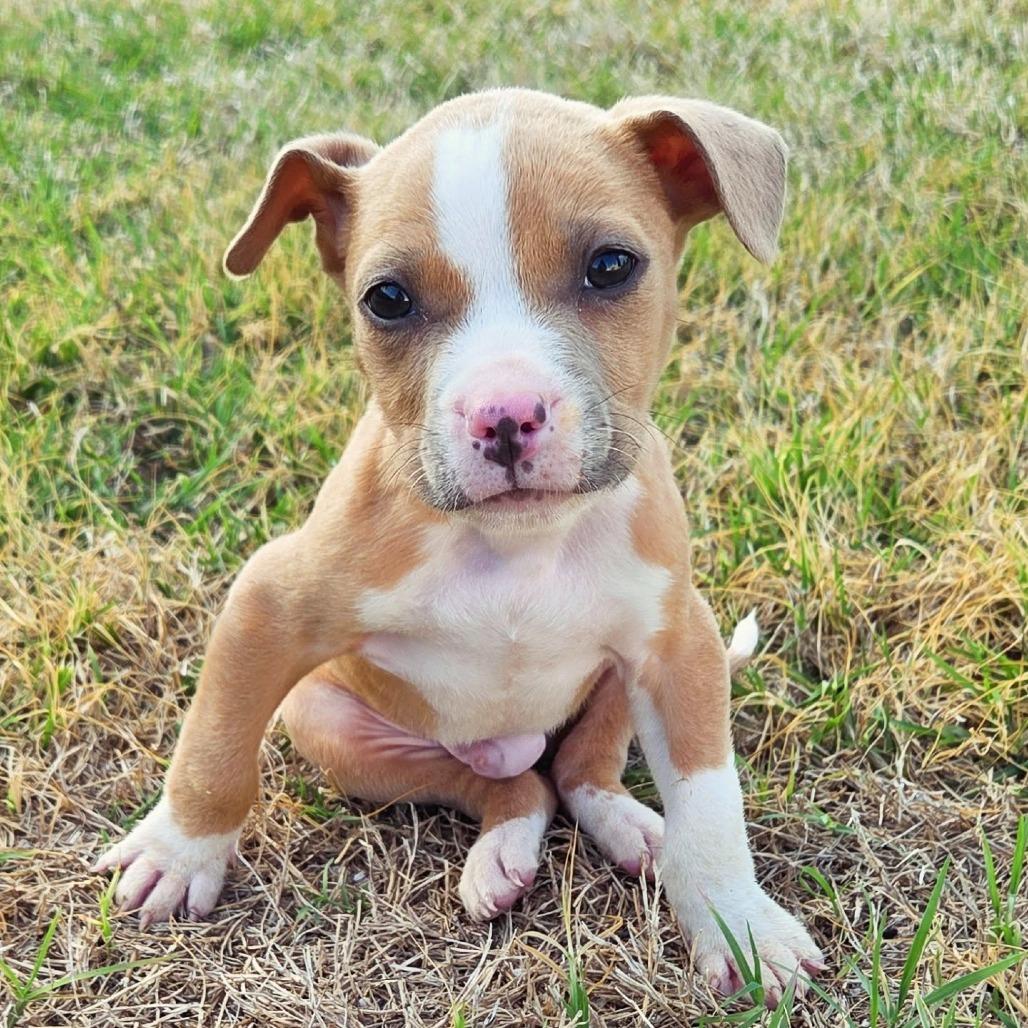 Enlarge Sage, a Adoptable Mixed Breed in Raleigh, NC image 2/3