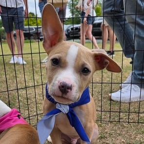 Enlarge Sage, a Adoptable Mixed Breed in Raleigh, NC image 3/3