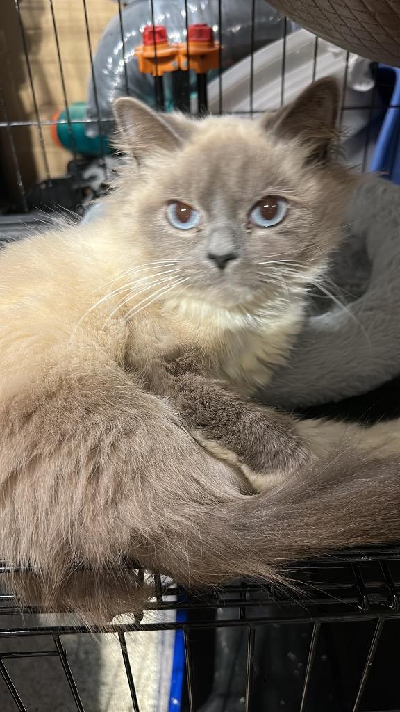 Enlarge Fancy, a Adoptable Siamese in Calgary, AB image 1/1