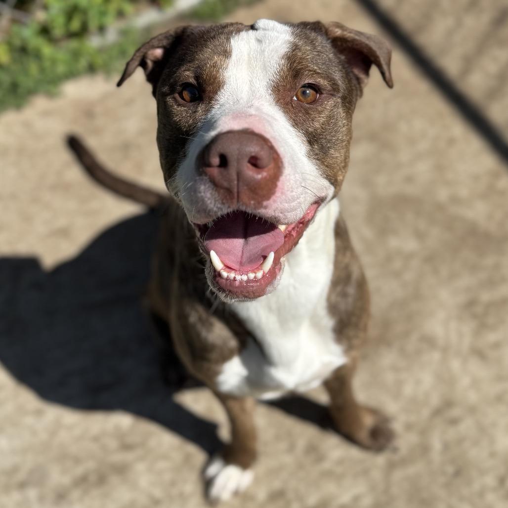 Sonny 250671, Adoptable, Adult Male Mixed Breed.