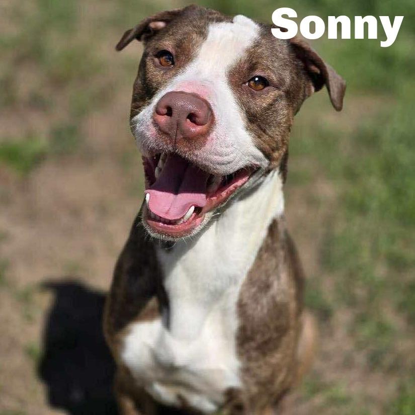 Enlarge Sonny 250671, a Adoptable Mixed Breed image 2/4