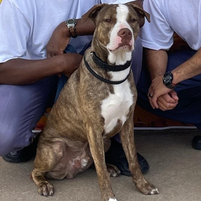 Enlarge Sonny 250671, a Adoptable Mixed Breed image 3/4