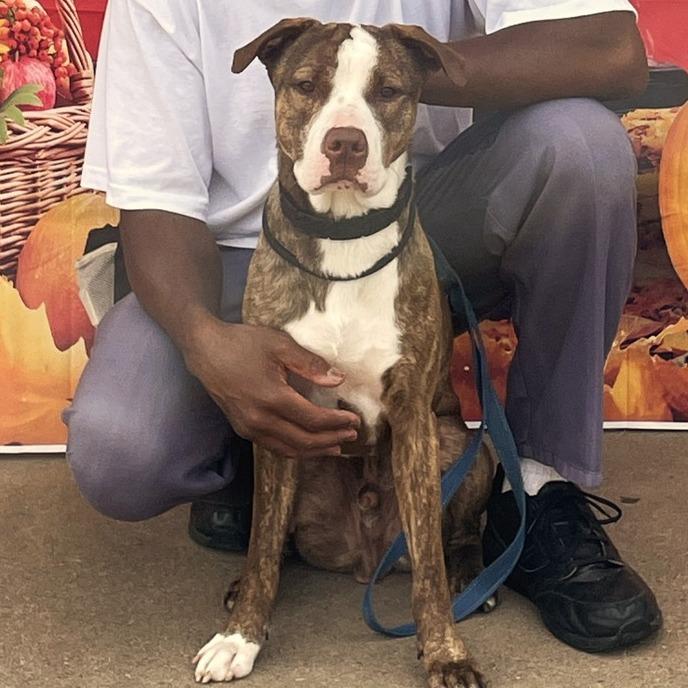 Enlarge Sonny 250671, a Adoptable Mixed Breed image 4/4