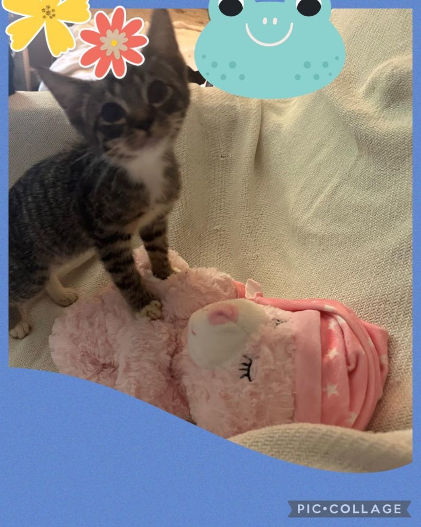 Enlarge Pee Wee, a Adopted Tabby in Belle Vernon, PA image 1/1