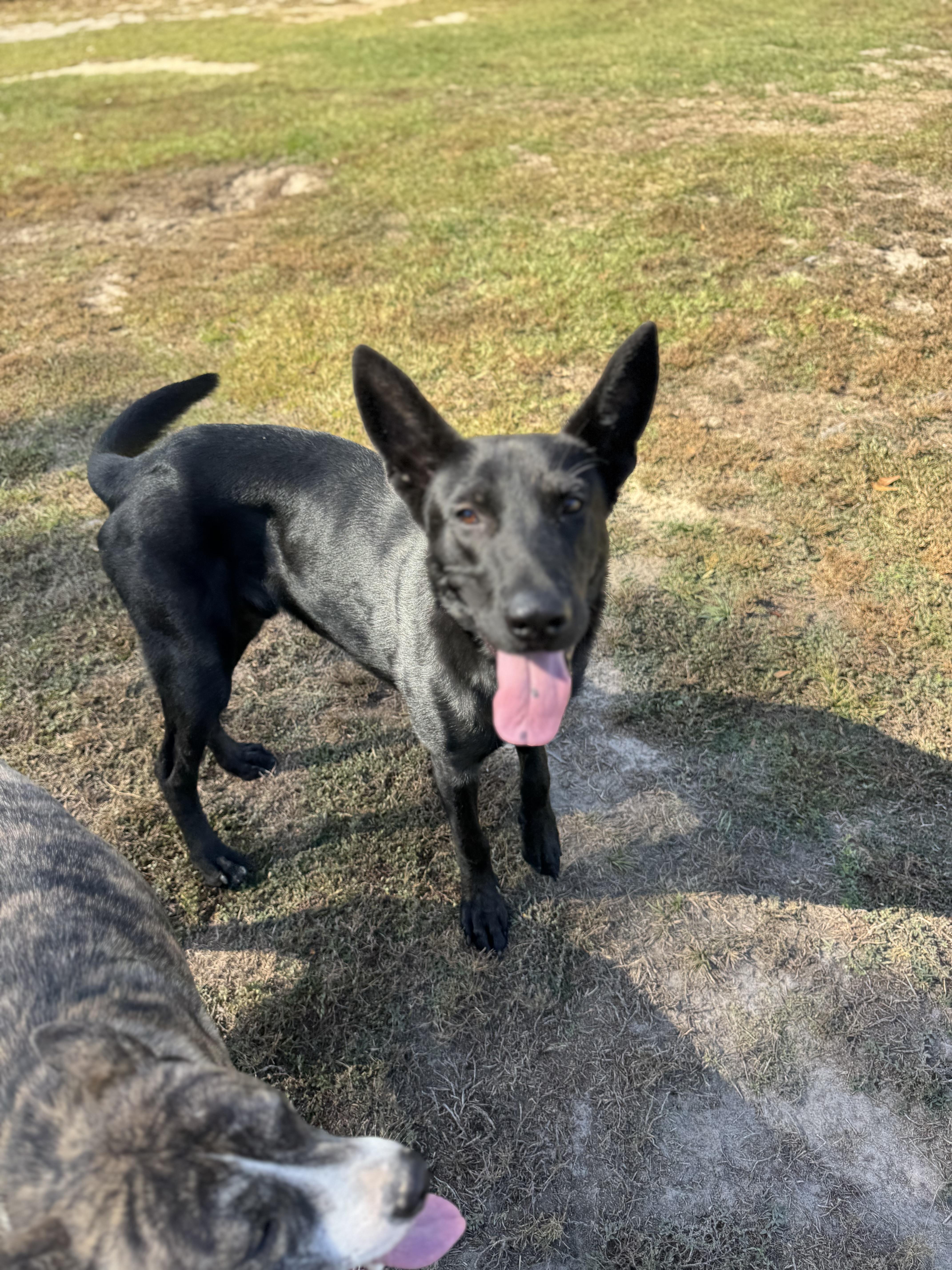 Enlarge Eli, a ADOPTABLE German Shepherd Dog in Bronson, TX image 1/4