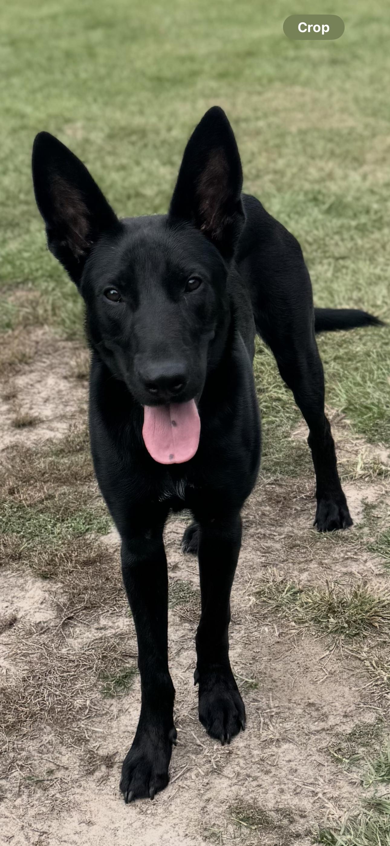 Enlarge Eli, a ADOPTABLE German Shepherd Dog in Bronson, TX image 2/4