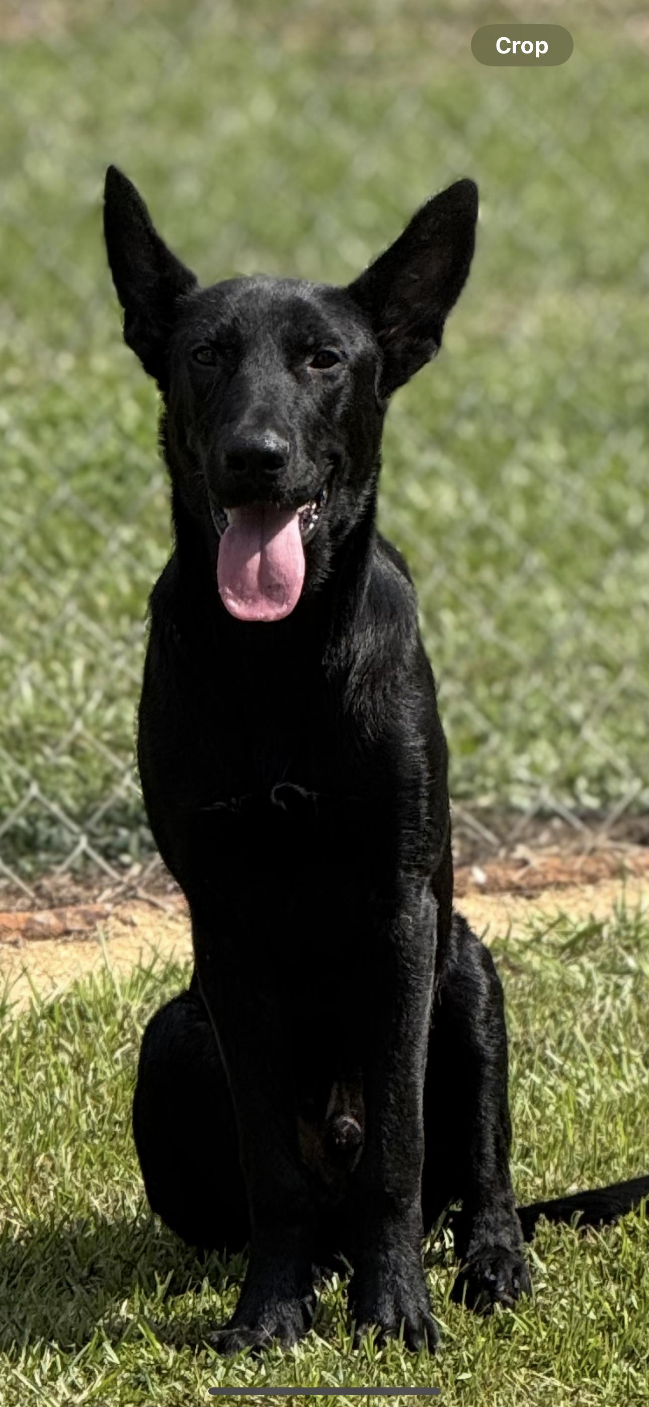 Enlarge Eli, a ADOPTABLE German Shepherd Dog in Bronson, TX image 3/4