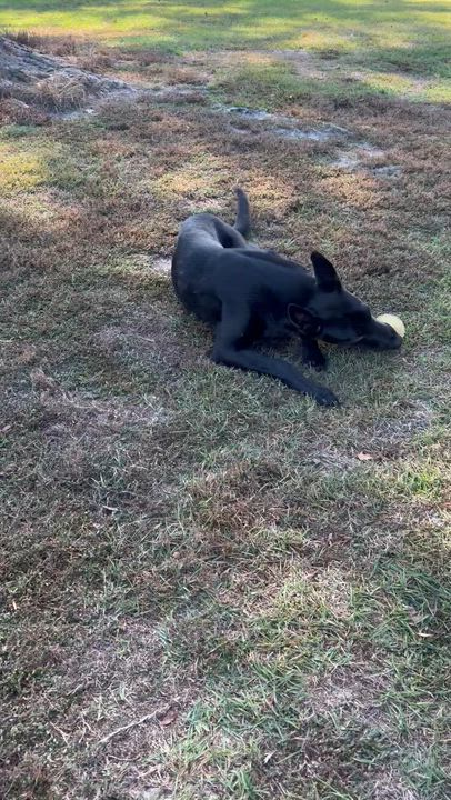 Enlarge Eli, a ADOPTABLE German Shepherd Dog in Bronson, TX video 4/4