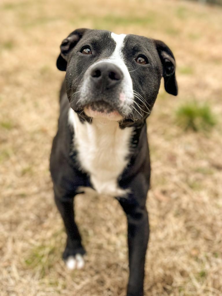 PupPup, Adoptable, Young Male Pit Bull Terrier & Terrier.