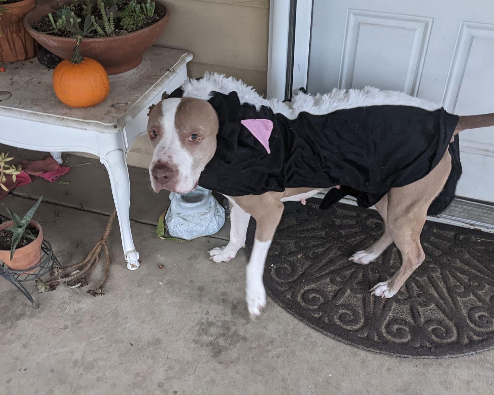 Bella *Senior Star*, Adopted, Adult Female American Staffordshire Terrier.