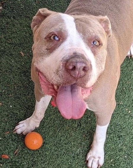 Bella *Senior Star*, a Adopted American Staffordshire Terrier in San Diego, CA image 2/6