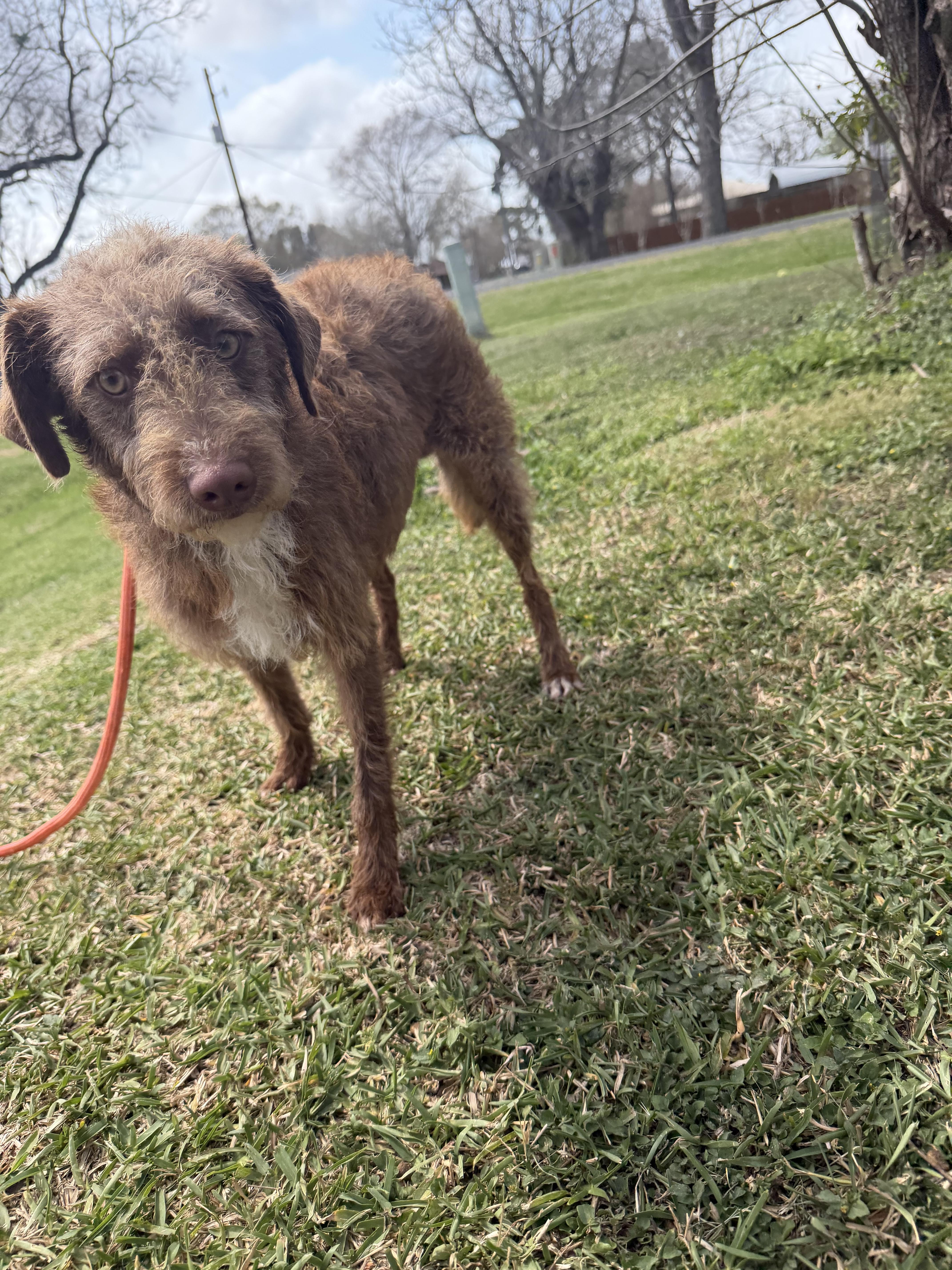 Andy, a ADOPTABLE mixed breed in Westerly, RI image 1/3