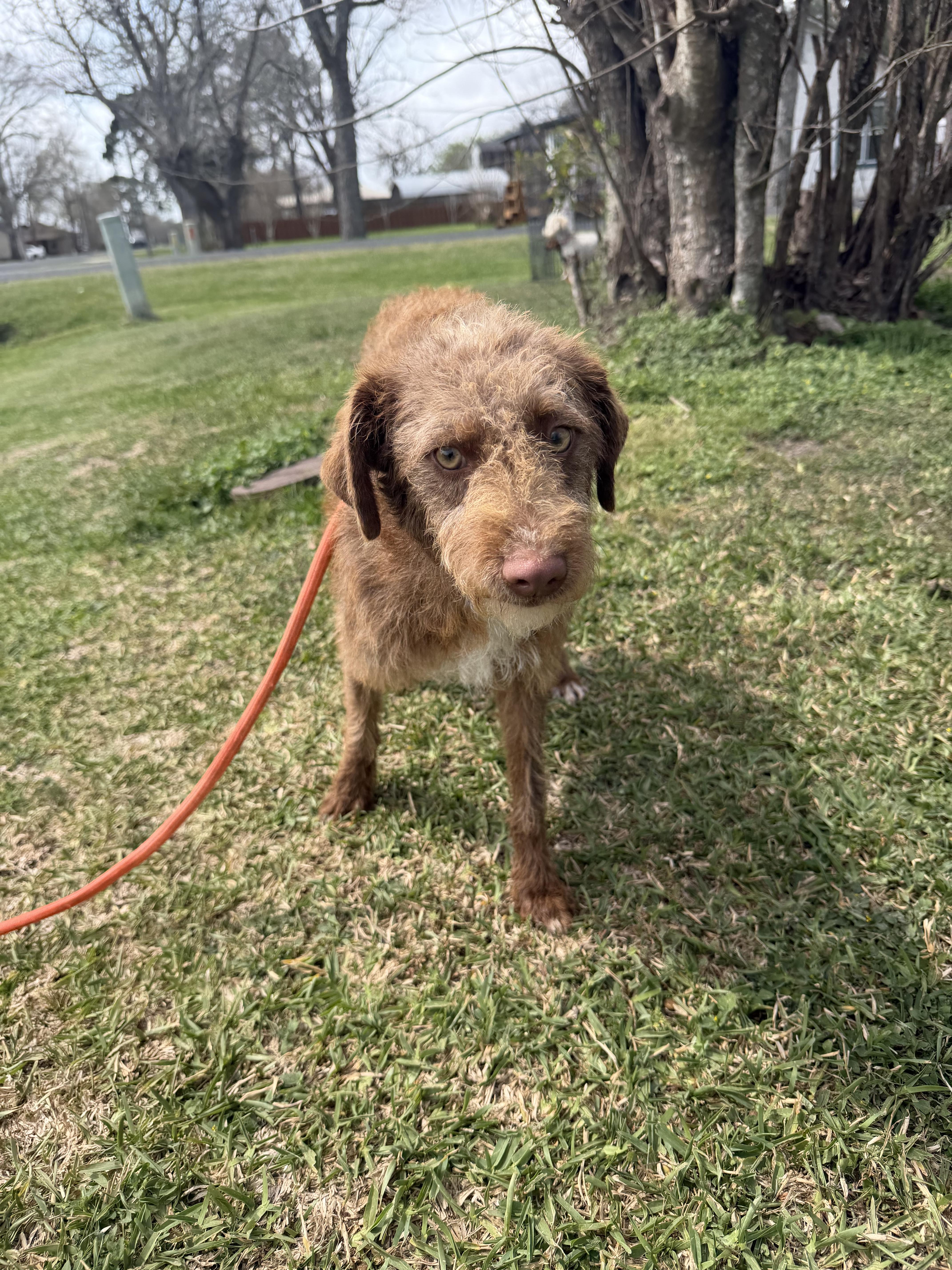 Andy, a ADOPTABLE mixed breed in Westerly, RI image 3/3