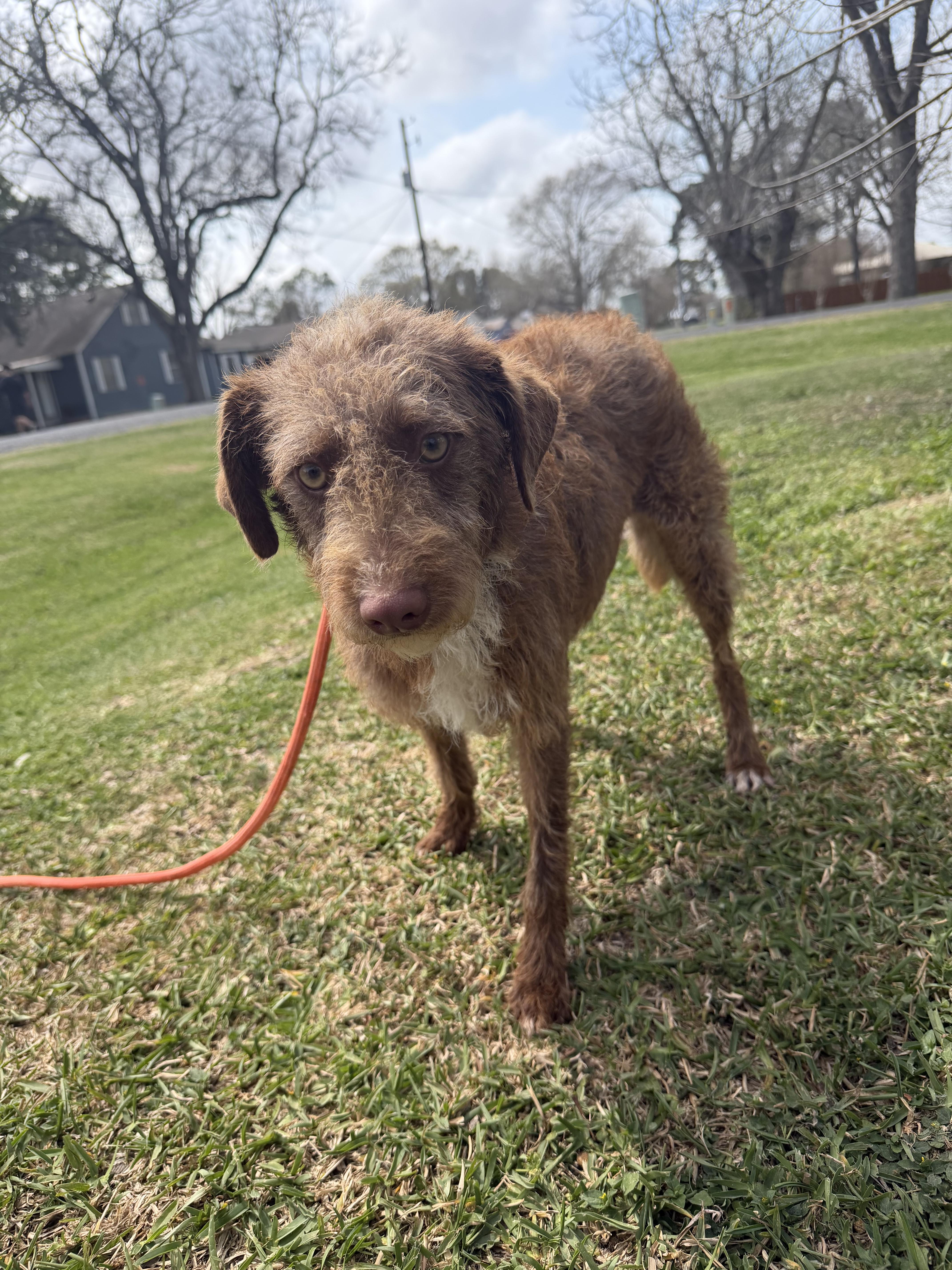 Andy, a ADOPTABLE mixed breed in Westerly, RI image 2/3