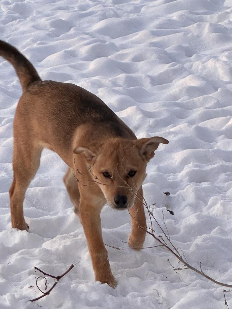 Marco, Adoptable, Puppy Male Shepherd.