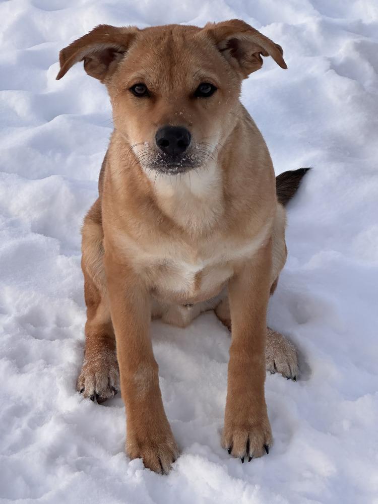 Enlarge Marco, a Adoptable mixed breed image 2/3