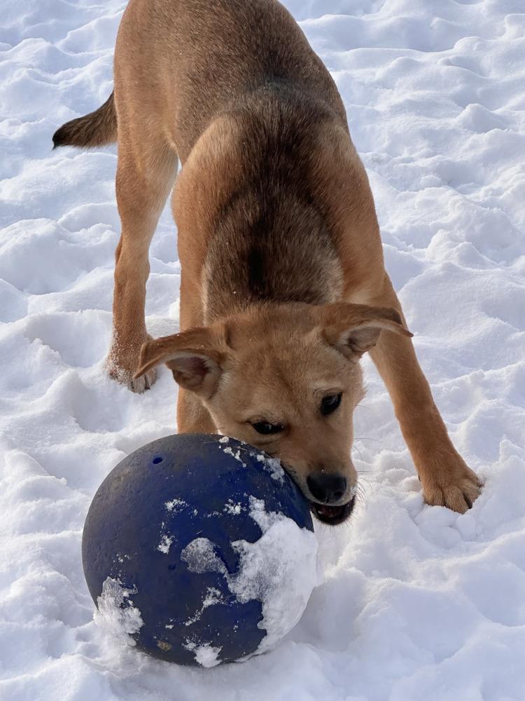 Enlarge Marco, a Adoptable mixed breed image 3/3