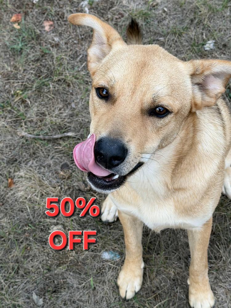 Marco, Adoptable, Puppy Male Shepherd.