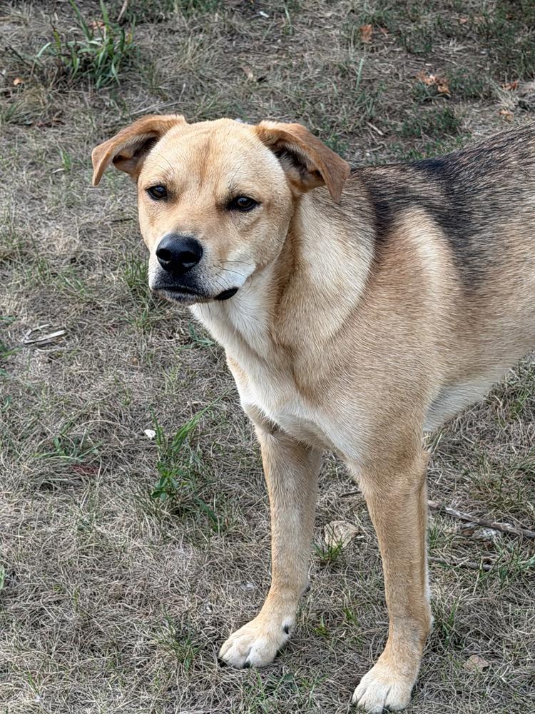 Marco, a Adoptable mixed breed in Hastings, MN image 2/3